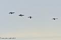 mirage-f1-100ans_5673