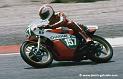 palomo_d193