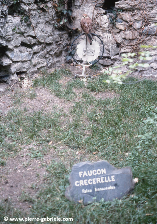 donjon_d016.jpg