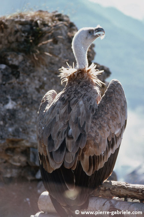 donjon_d018.jpg