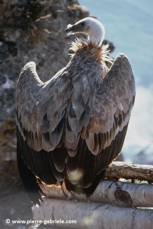 donjon_d021.jpg