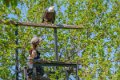 helia-pygargue-a74_02325