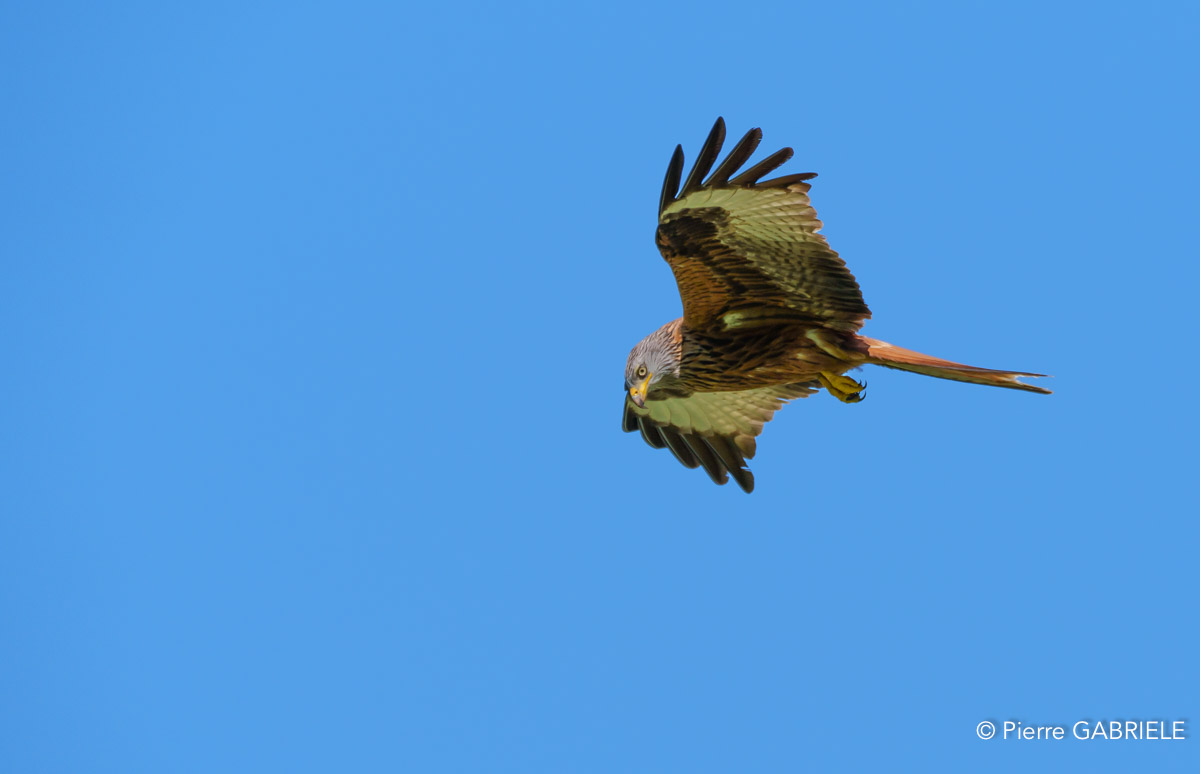 milan-royal-a74_02442.jpg