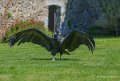 condor-a74_02487