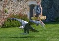 condor-a74_02491