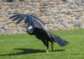 condor-a74_02494