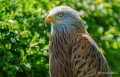 milan-royal-a74_02279