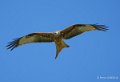 milan-royal-a74_02350