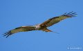 milan-royal-a74_02429