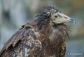 percnoptere-a74_02293