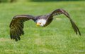 pygargue-a74_02313