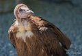 vautour-capuchon-a74_02292