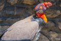 vautour-pape-a74_02281