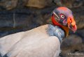 vautour-pape-a74_02282