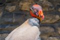 vautour-pape-a74_02283