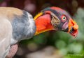vautour-pape-a74_02289