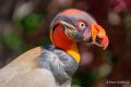 vautour-pape-a74_02291