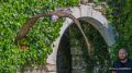 gypaete-adrien-a74n_01259-Topaz