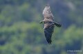faucon-a74n_01180-Topaz