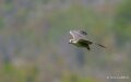 faucon-a74n_01186