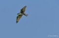 faucon-a74n_01192