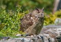 grand-duc-a74n_01244