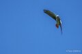 grisdugabon-a74n_01319