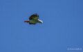 grisdugabon-a74n_01321
