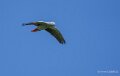 grisdugabon-a74n_01323