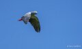 grisdugabon-a74n_01324