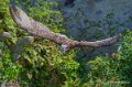 gypaete-a74n_01251