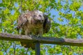 gypaete-a74n_01256
