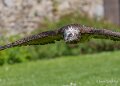 gypaete-a74n_01275