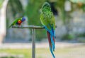 loriquet-ara-a74n_01328