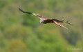 milan-royal-a74n_01160-Topaz