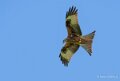 milan-royal-a74n_01165