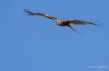 milan-royal-a74n_01211