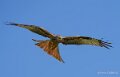 milan-royal-a74n_01224