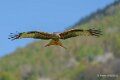 milan-royal-a74n_01258-Topaz