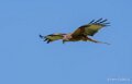 milan-royal-a74n_01288