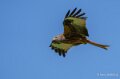 milan-royal-a74n_01289