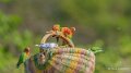perruches-a74n_01298