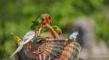 perruches-a74n_01301