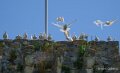 pigeons-a74n_01228