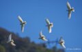 pigeons-a74n_01229