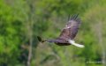 pygargue-a74n_01151