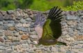 vautour-a74n_01265