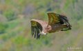 vautour-a74n_01269