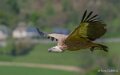 vautour-a74n_01270