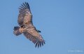 vautour-a74n_01273